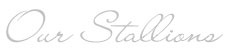stallions